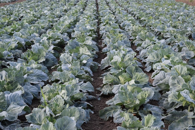 Campo de repollo Cultivo de repollo en campo abierto en el campo Mes de julio repollo todavía joven