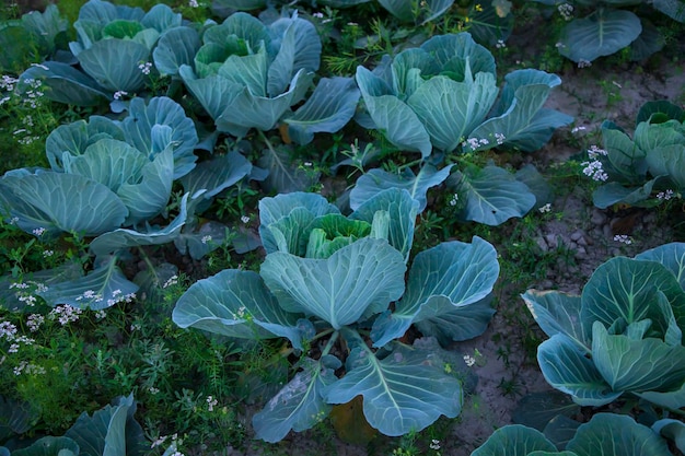 Campo de repollo en el jardín Repollo verde creciendo en el jardín