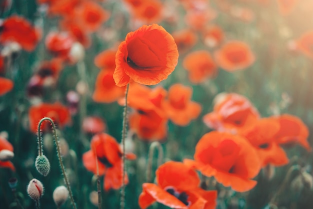 El campo rojo de primer plano de amapolas. Hermoso campo de amapolas rojas a la luz del atardecer. Rusia, Crimea