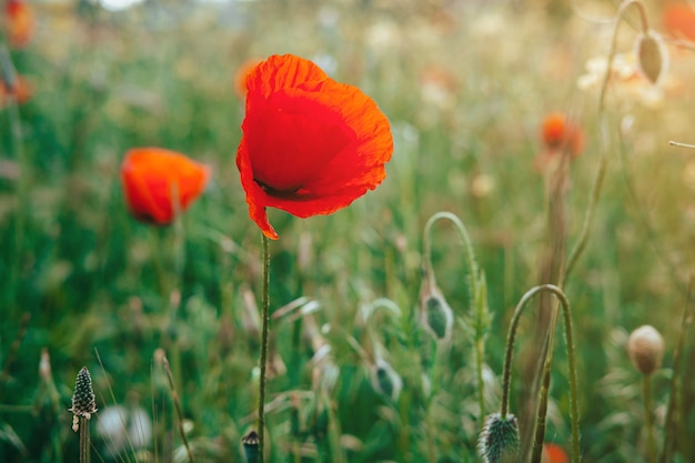 El campo rojo de primer plano de amapolas. Hermoso campo de amapolas rojas a la luz del atardecer. Rusia, Crimea