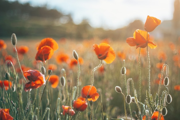 El campo rojo de primer plano de amapolas. Hermoso campo de amapolas rojas a la luz del atardecer. Rusia, Crimea