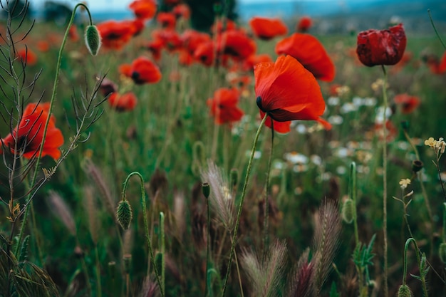 El campo rojo de primer plano de amapolas. Hermoso campo de amapolas rojas a la luz del atardecer. Rusia, Crimea