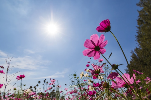 Foto campo de rosa cosmos y cielo