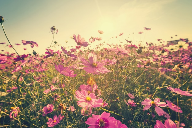 Campo rosa cosmos flor con vintage entonado.