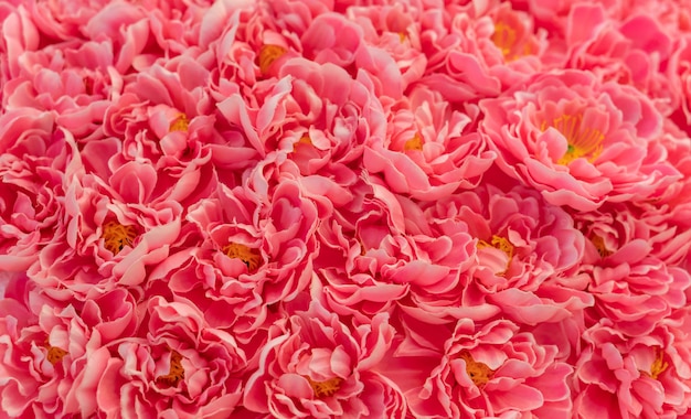 Campo de rosa roja dulce, hermosa pared de flores artificiales para el fondo romántico del día de San Valentín