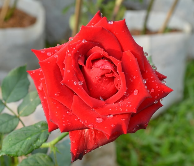 campo de rosas rosadas y rojas (Rosaceae)