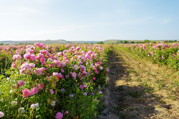 Campo de rosas