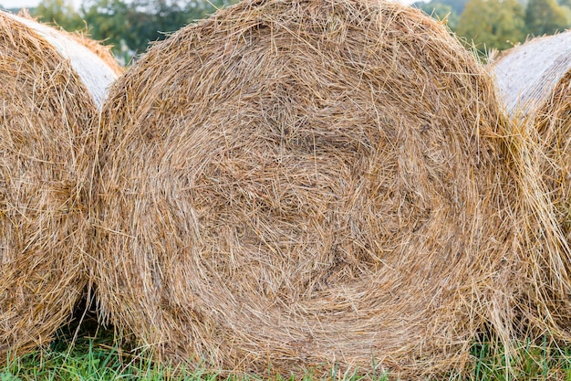 Foto campo rural con balas de heno