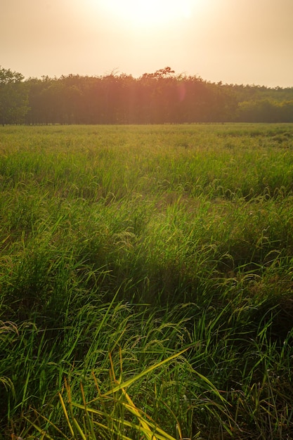 Campo rural de campo verde