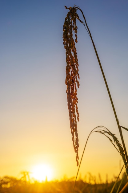 Campo rural de campo verde