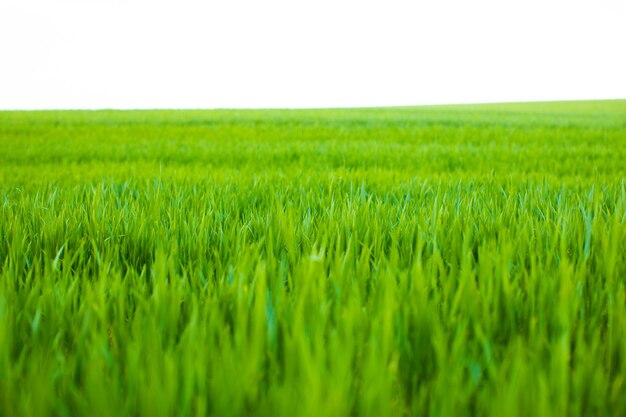 campo rural verde hermoso en la escena del campo al aire libre de la puesta del sol