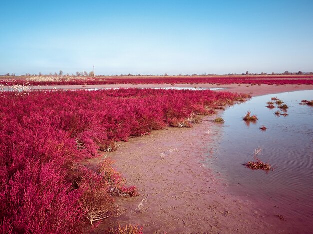 Campo con Salicornia europa roja. Región de Odessa, Ucrania.