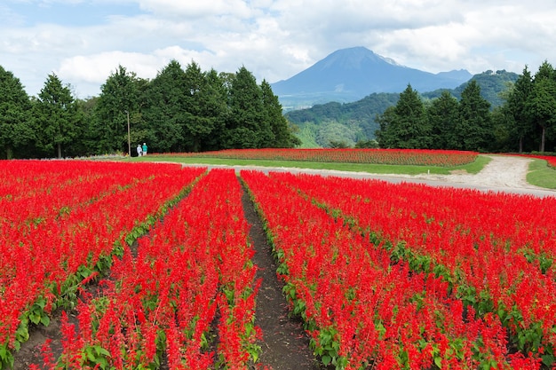 Campo de salvia y monte Daisen