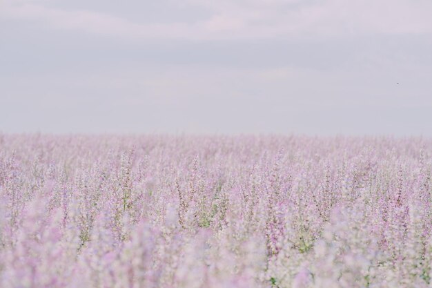 campo de salvia púrpura contra un cielo con nubes