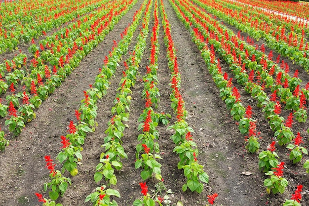 Campo de salvia roja