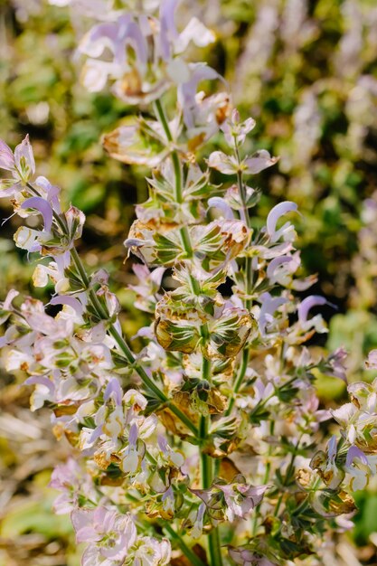 campo de salvia