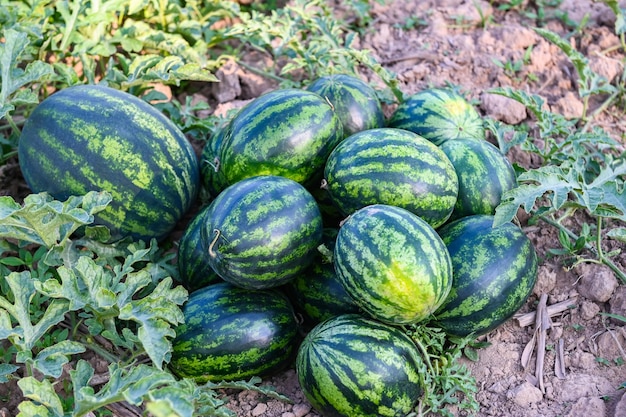 Campo de sandía fruta de sandía fresca en el suelo agricultura jardín granja de sandía con planta de árbol de hojas cosechando sandías en el campo