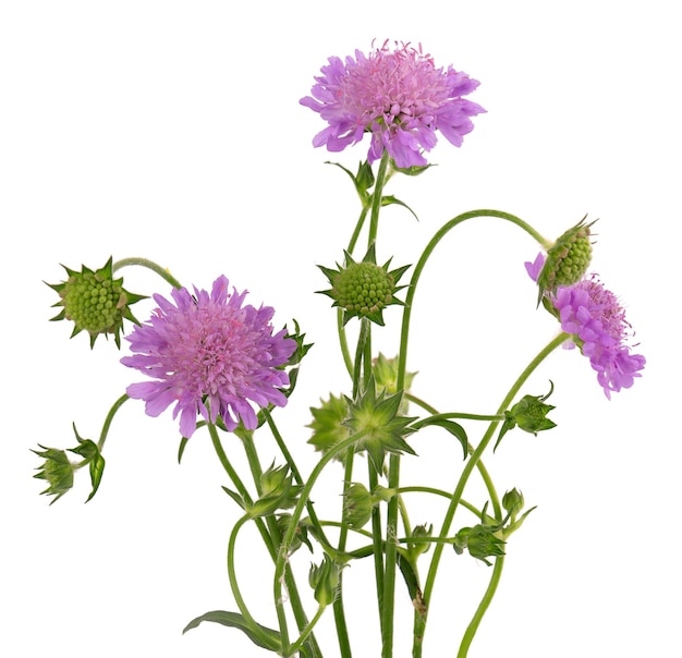 Campo Scabious Flower aislado sobre fondo blanco Knautia arvensis Hermoso ramo de flores