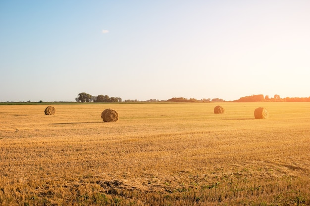 Campo segado amarillo.