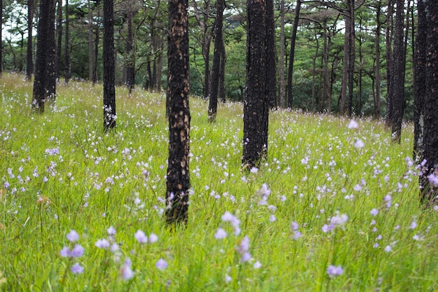 campo selvagem de flores, Parque Nacional de Phu Soi Dao Uttaradit Thail