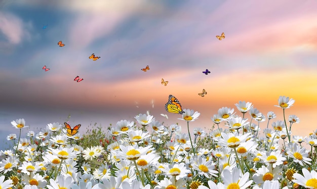 campo selvagem e flores no horizonte montanhas grama céu azul nuvens natureza paisagem