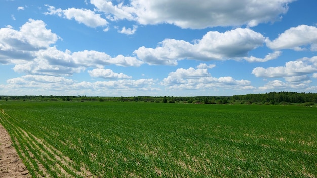 Campo sembrado con hierba verde joven