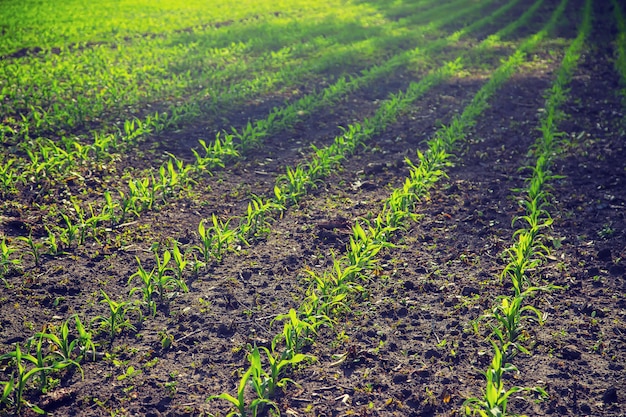 Campo semeado com milho jovem