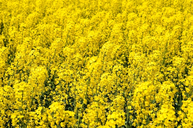 Campo de semillas de colza Fondo de flores de colza Colza en flor en el campo