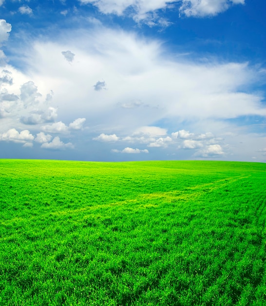 Campo sobre un fondo de cielo azul