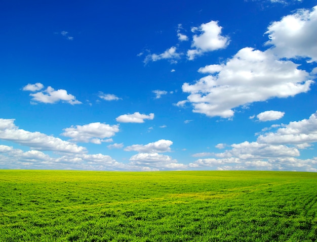 Campo sobre un fondo de cielo azul