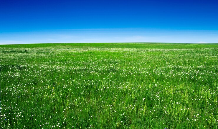 Foto campo sobre un fondo de cielo azul