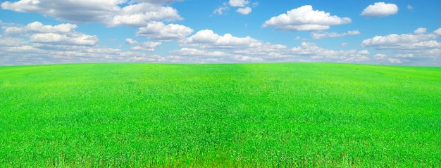 Campo sobre un fondo de cielo azul