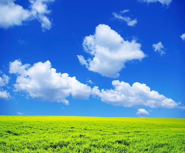 Campo sobre un fondo de cielo azul