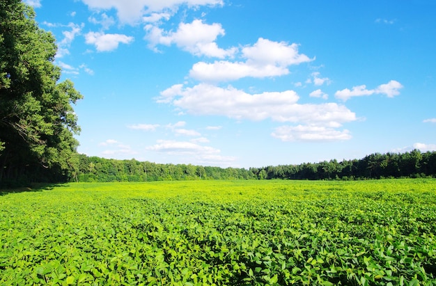 Campo sobre un fondo de cielo azul