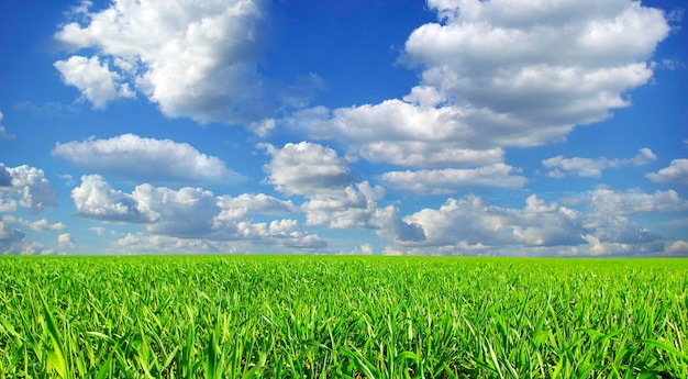 Campo sobre un fondo de cielo azul