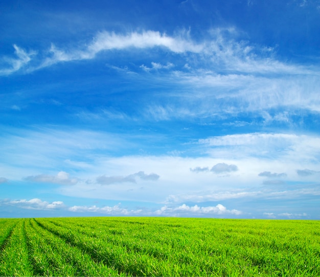 Campo sobre un fondo de cielo azul