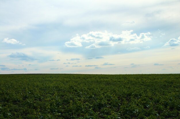 Foto un campo de soja con un cielo azul y nubes en el fondo