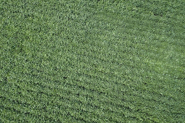 Campo de soja de maduración verde. Filas de soja verde Aérea.