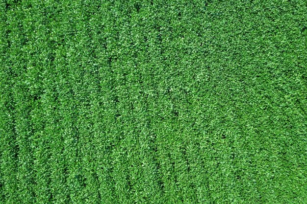 Foto campo de soja de maduración verde filas de soja verde antena