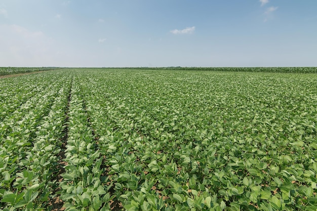 Foto campo de soja de maduración verde. filas de soja verde. plantación de soja.