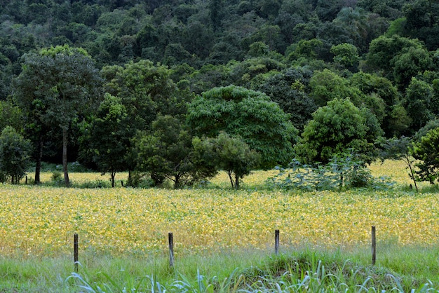 Campo de soja en madurez