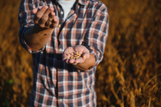 Foto campo de soja y plantas de soja maduras al amanecer. agricultura de soja