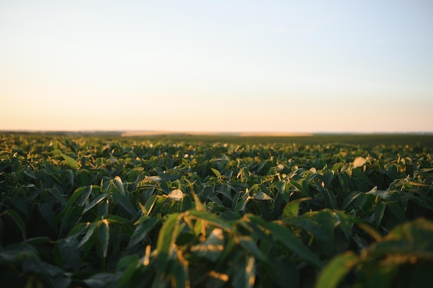 Campo de soja y plantas de soja a primera hora de la mañana Agricultura de soja