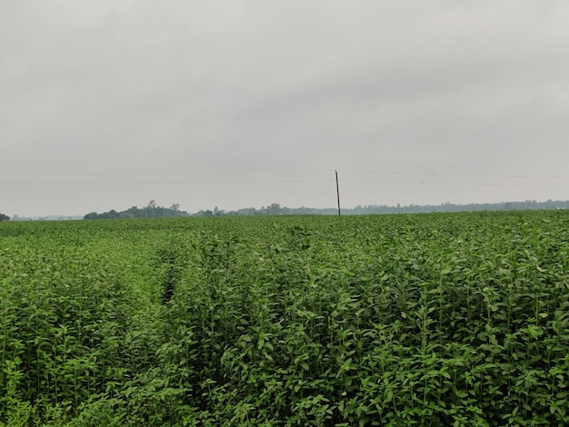 Un campo de soja con un poste de energía en el fondo.