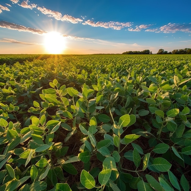 Un campo de soja con la puesta de sol detrás de él