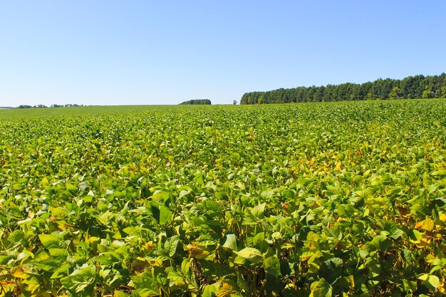 Foto campo de soja