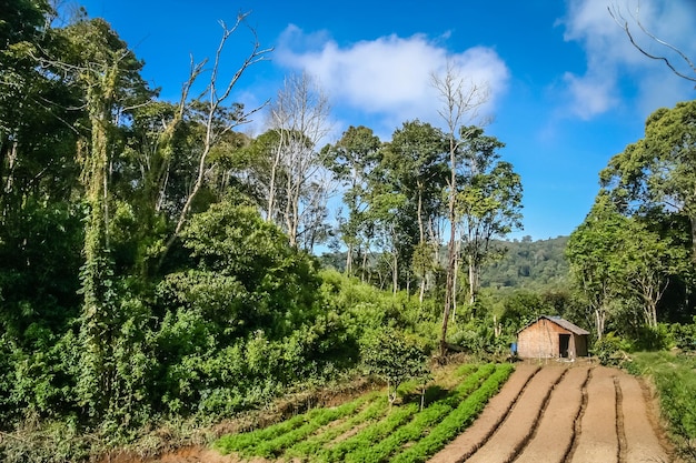 Campo de Sumatra debajo de Gunung Sibayak