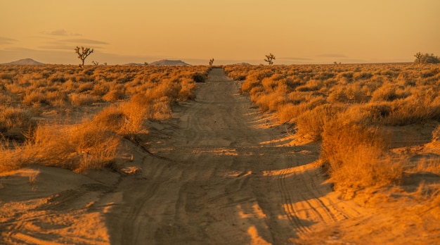 Campo del sur de California Desierto de Mojave Sandy Road y pocos árboles de Joshua en un horizonte Estados Unidos de América