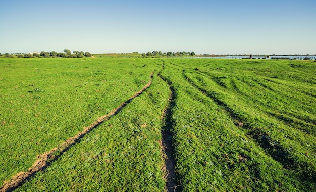 Campo con surcos en un prado verde