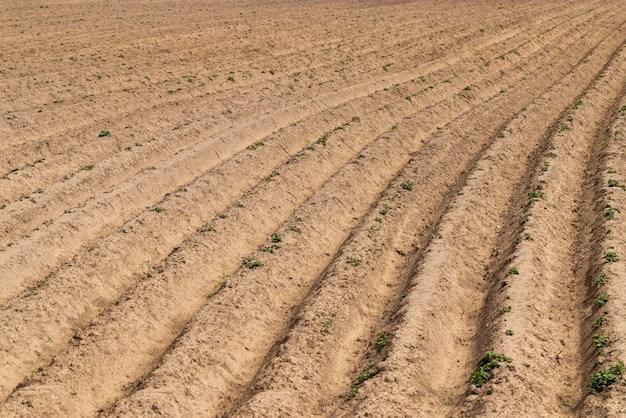 Un campo con surcos en el que crecen patatas